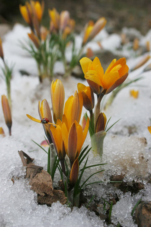 Crocus korolkowii (Tajikistan), by Шухрат Саъдиев , via Wikimedia Commons