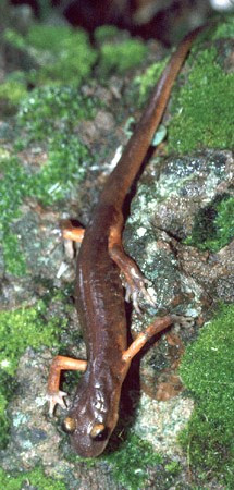 Ensatina_eschscholtzii_e (2)