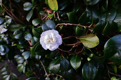 HEVER_CASTLE_AND_GARDENS_A_white_Camellia (2)