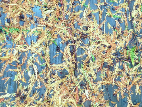 Cedar-Flags-Tricia-Knoll-G