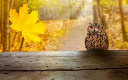 SIERRA Fall Webcams 2018 WB