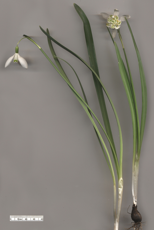 Snowdrop_Galanthus_Nivalis