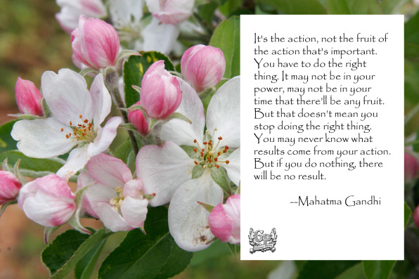 Apple_blossoms_Gandhi copy