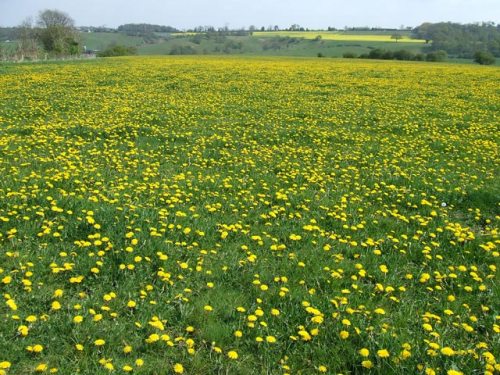 Yet_ANOTHER_Field_of_Yellow^_Barnsley,_Shropshire_-_geograph.org.uk_-_409382