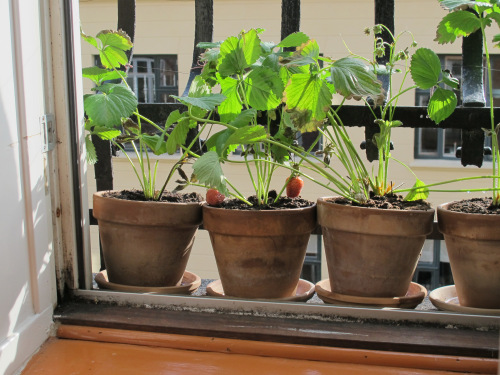 Fraises_(8874834179) WC