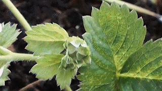 Strawberry_growth_(GIF)