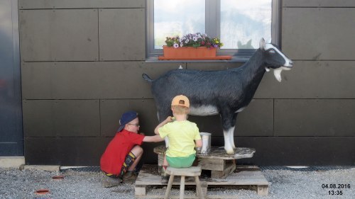 Milking_an_artificial_goat_at_Grubighütte_(31816547712)_WC