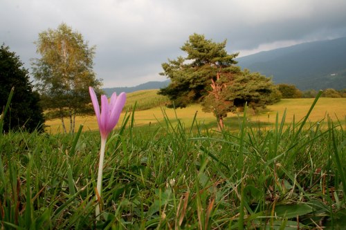Colchicum_autumnale_ENBLA02