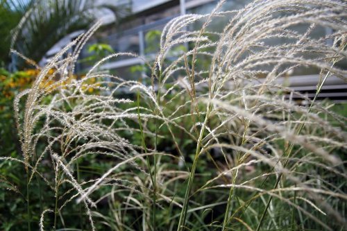 Miscanthus_sinensis_Graziella_Photo by David J. Stang. First published at ZipcodeZoo.com., WC